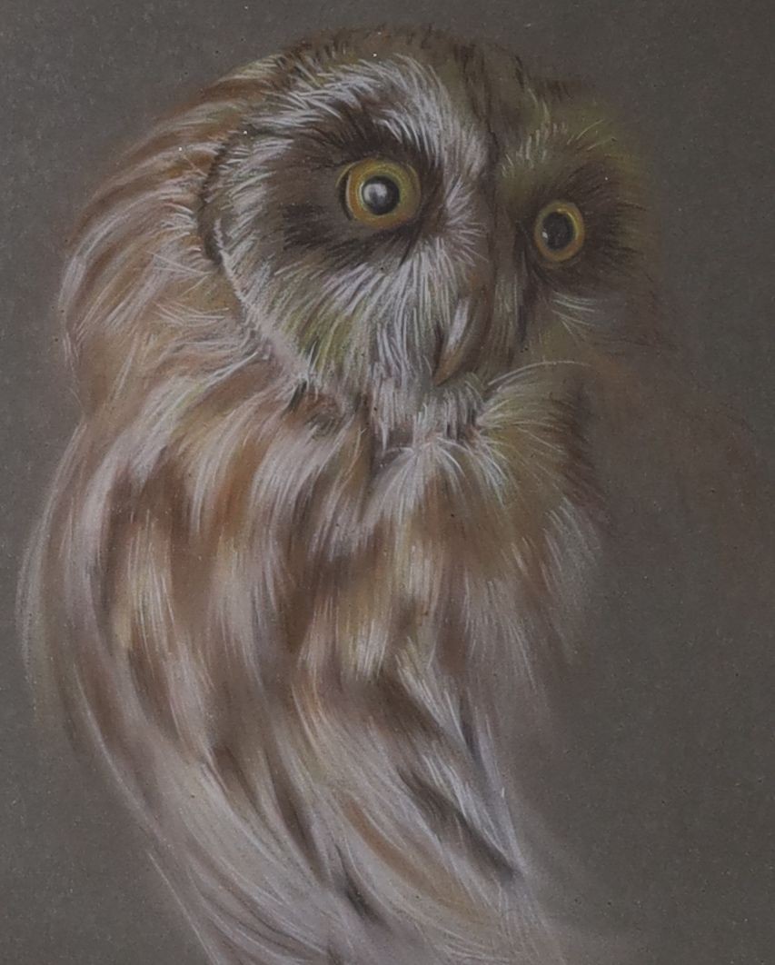 Amanda Reynold, pastel, Study of an owl, signed and dated 1974, 25 x 21cm
